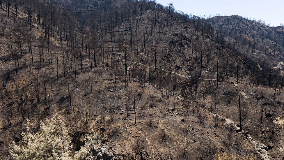 Unmanaged woodlands are at greater risk of forest fires (Credit: Alamy) Unmanaged woodlands are at greater risk of forest fires (Credit: Alamy)