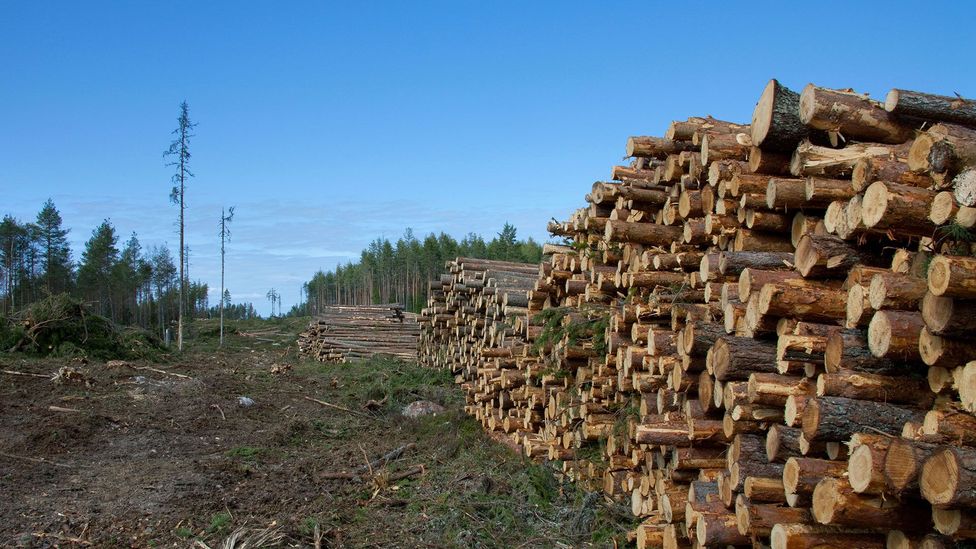 A cubic metre of wood contains around a tonne of CO2 – which is similar to 350 litres of gasoline (Credit: Alamy)
