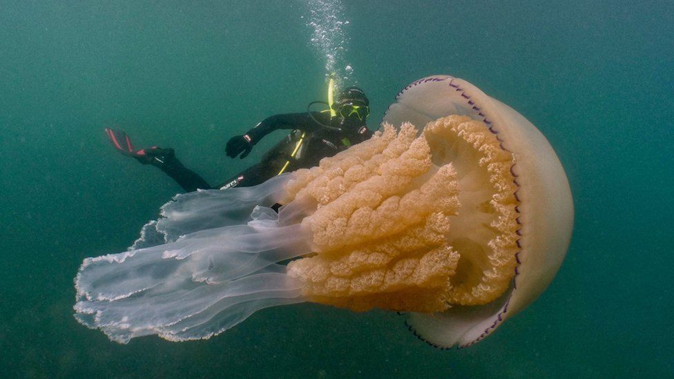Daly said that she “had her face in some kelp” when she first noticed the jellyfish (Credit: Dan Abbott)