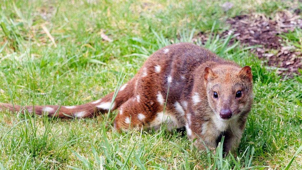 Some species of Australia's quolls already have been made locally extinct by invasive species, a trend that will intensify with climate change (Credit: Getty Images)