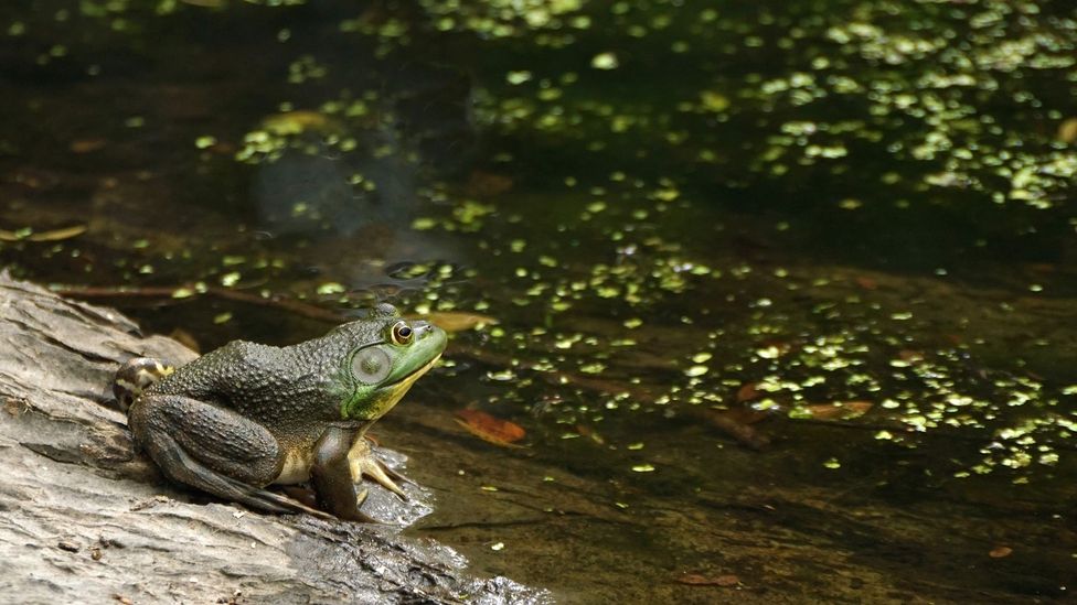 The American bullfrog could be one of few species to benefit from global warming (Credit: Getty Images)