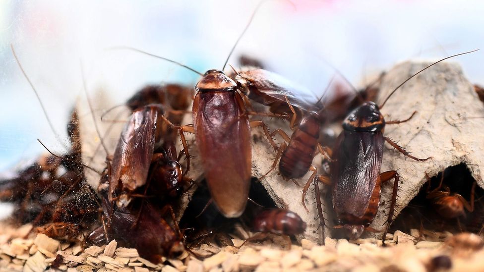 Cockroaches have survived every mass extinction event in history thus far (Credit: Getty Images)
