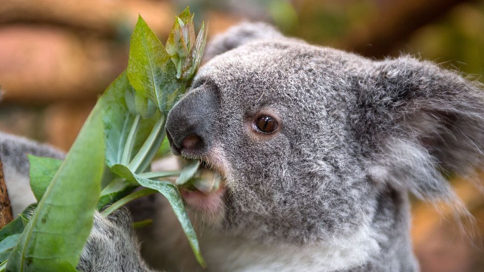 Climate change is increasing the risk of starvation for koalas (Credit: Getty Images)