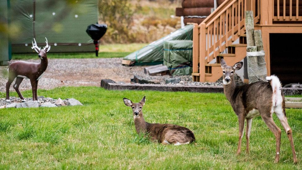 Deer, which thrive in states of change and transition, may be more resilient (Credit: Getty Images)
