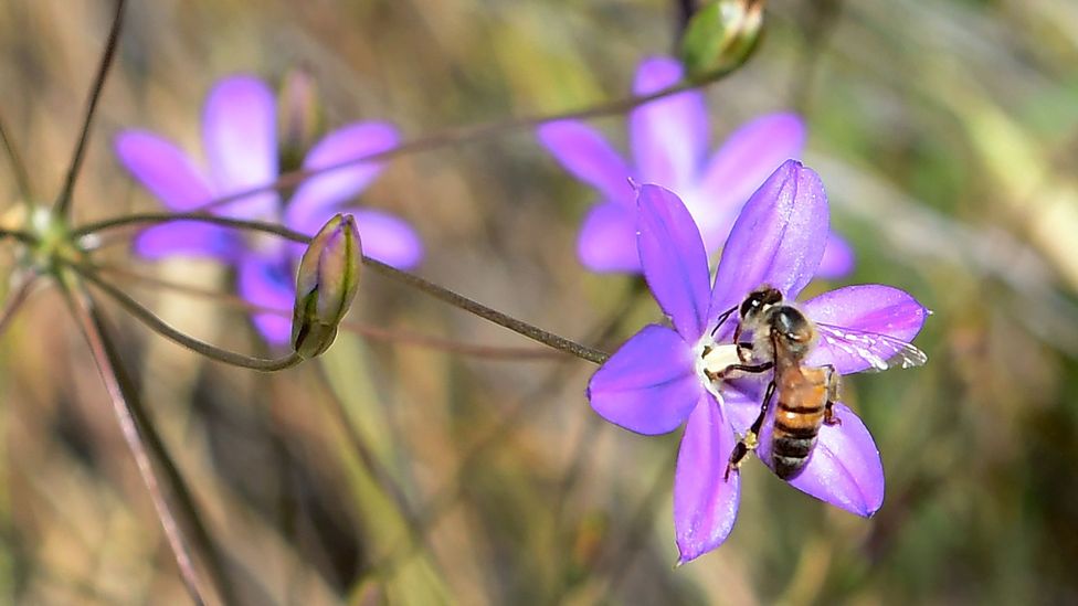 Endangered plants like the Brodiaea are likely to be increasingly vulnerable with climate change (Credit: Getty Images)