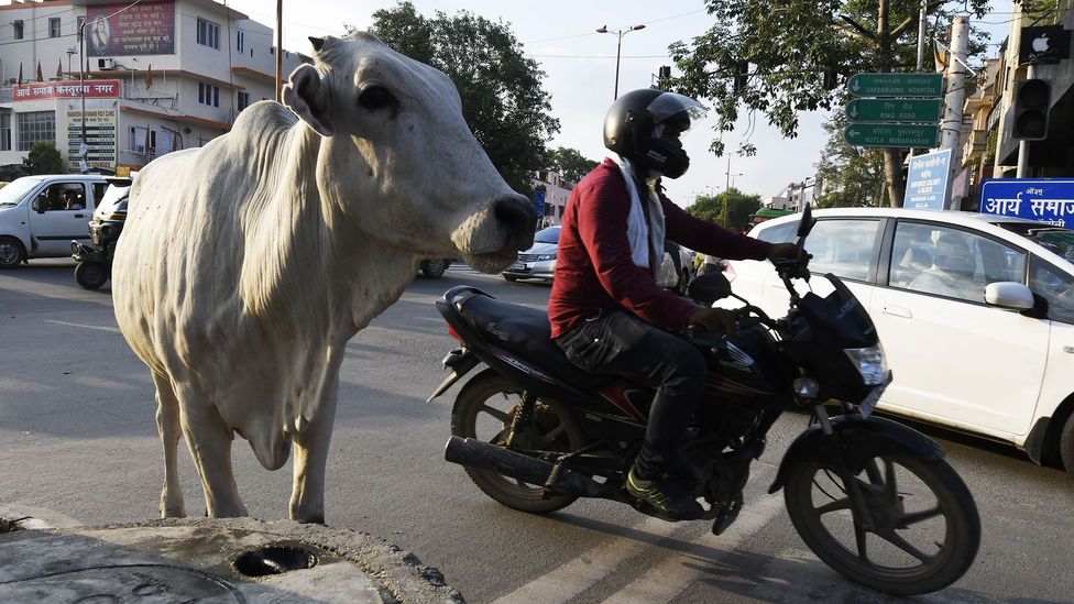 Крупный рогатый скот и другой домашний скот ответственен за седьмую часть антропогенных выбросов парниковых газов, в то время как на транспорт приходится примерно пятая часть (Фото: Getty Images)