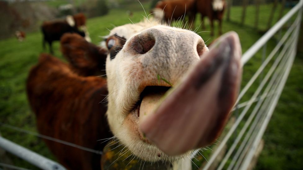 Большая часть метана, вырабатываемого в рубце коровы, высвобождается при отрыжке, но около 5% выделяется с другой стороны (Фото: Getty Images)