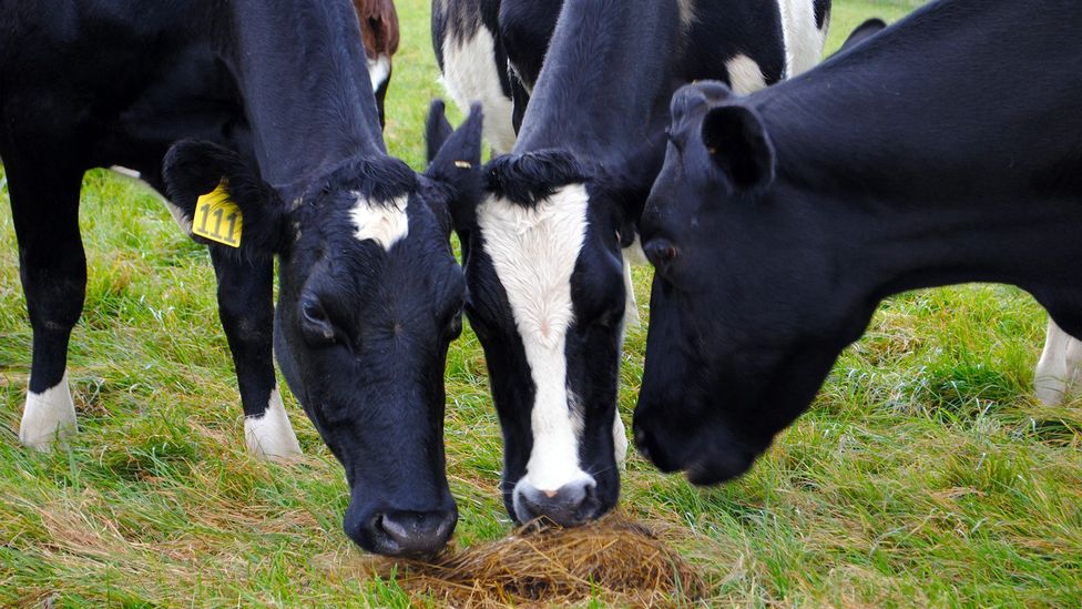 Вакцинация коров, чтобы бактерии в их кишечнике производили меньше метана, может помочь сократить выбросы парниковых газов в сельском хозяйстве (Фото: AgResearch)