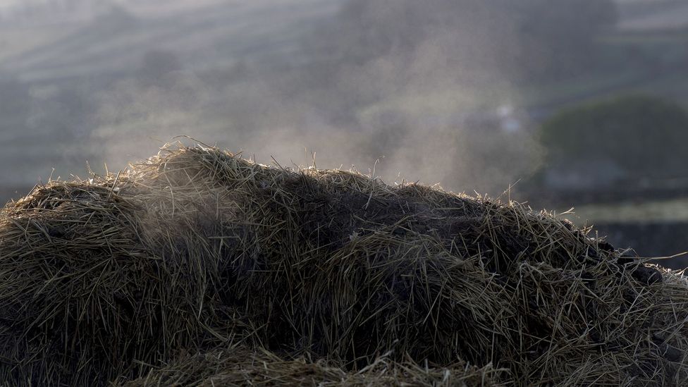 Изменение рациона питания коров, овец и другого домашнего скота может уменьшить количество метана, вырабатываемого микробами в их рубце, разрушающими растительные материалы (Фото: Getty Images)
