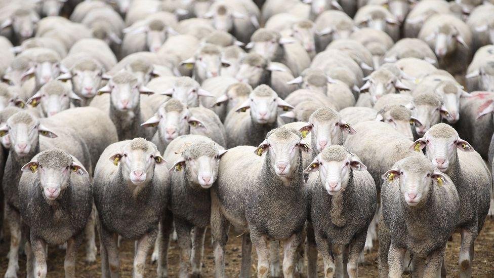 Тщательный отбор и разведение овец, которые естественным образом производят меньше метана, может привести к получению стад, более безопасных для окружающей среды (Фото: Getty Images)