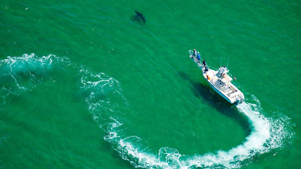 Efforts to tag great white sharks is starting to provide insights into the behaviour and life cycles of these enormous predators (Credit: Getty Images)