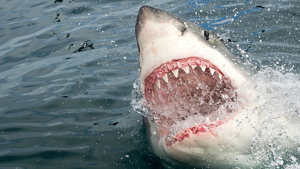 Great white sharks are considered to be the most dangerous species in the oceans today, but we still know very little about their life cycle and behaviour (Credit: Getty Images)
