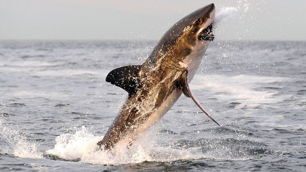 Great white sharks typically attack their prey from below with great speed, delivering a single devastating bite (Credit: Getty Images)