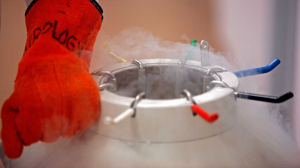 Embryonic stem cells are removed from deep freeze and thawed before being worked on (Credit: Getty Images)