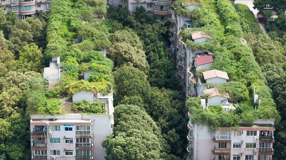 Lush vegetation helps to keep cities such as Chengdu, China, cool in summer (Credit: Getty Images)