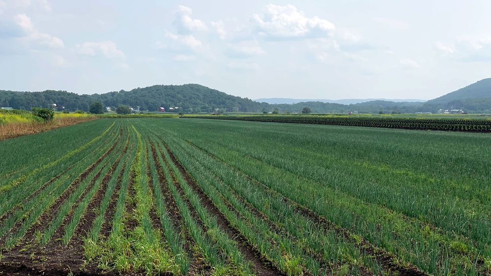 New York’s beloved ‘black dirt’ onions BBC Travel