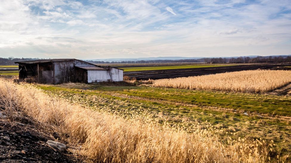 New York’s beloved ‘black dirt’ onions BBC Travel