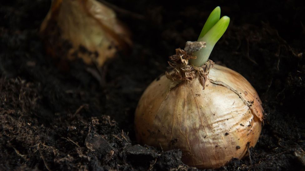 New York’s beloved ‘black dirt’ onions BBC Travel