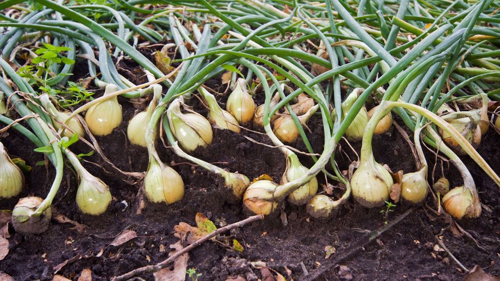 New York’s beloved ‘black dirt’ onions BBC Travel