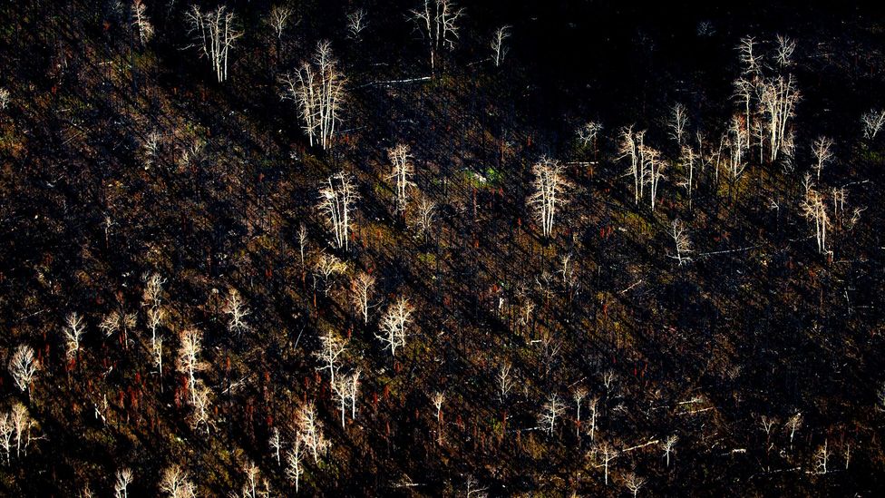 The balance of larch, birch and conifers in boreal forests around the Arctic are changing in the aftermath of forest fires as seedlings recolonise scorched land (Credit: Alamy) The balance of larch, birch and conifers in boreal forests around the Arctic are changing in the aftermath of forest fires as seedlings recolonise scorched land (Credit: Alamy)