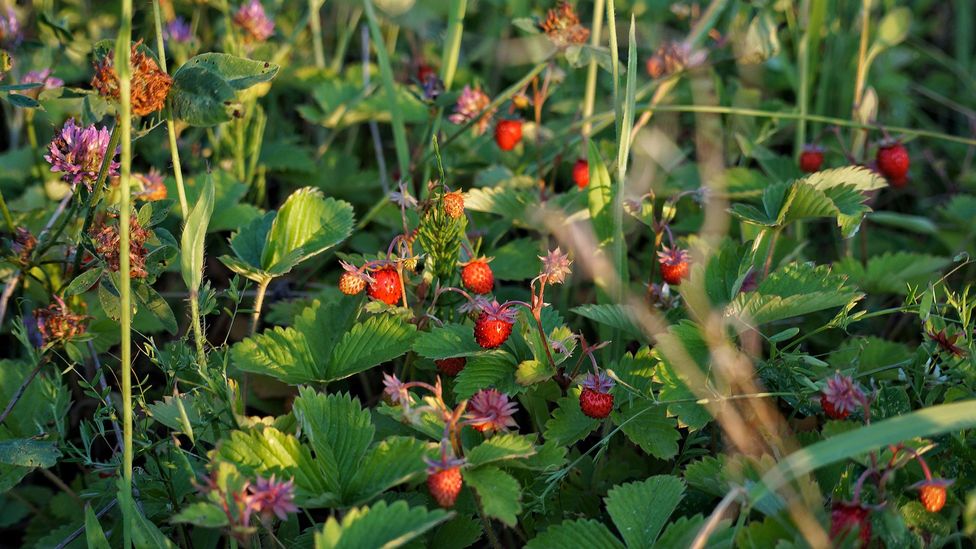 Unknown to her, when the author was a young child she used to devour wild berries in the former USSR (Credit: Getty Images/Svetlana Kondrashova)