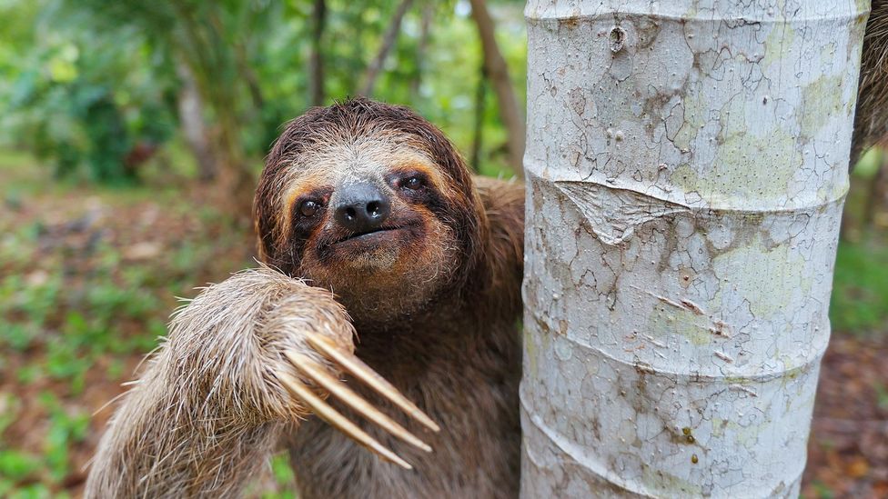 Why do sloths move so slowly? BBC Future