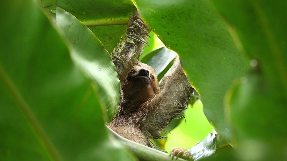 Why Do Sloths Move So Slowly Bbc Future