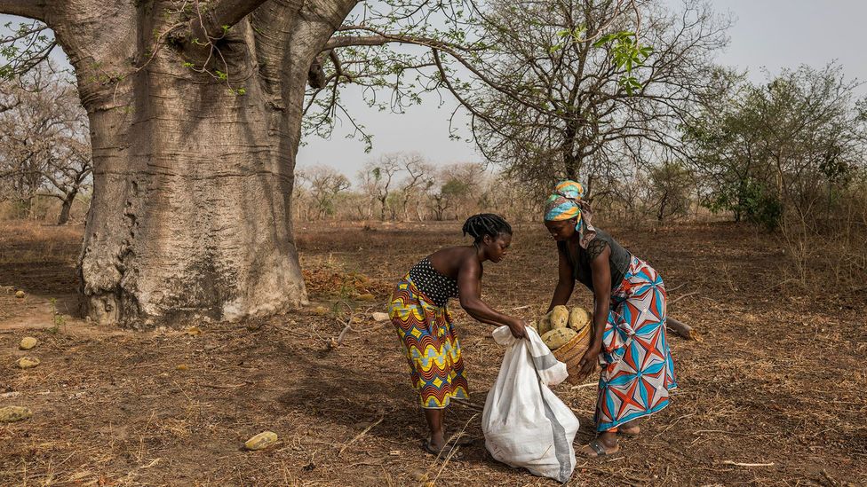 Women tend to harvest the baobab and carry them back to their village for processing (Credit: Aduna)