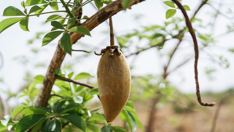 The baobab fruit dries in the sun for months before it is ready to be harvested, turning from green to brown (Credit: Aduna)