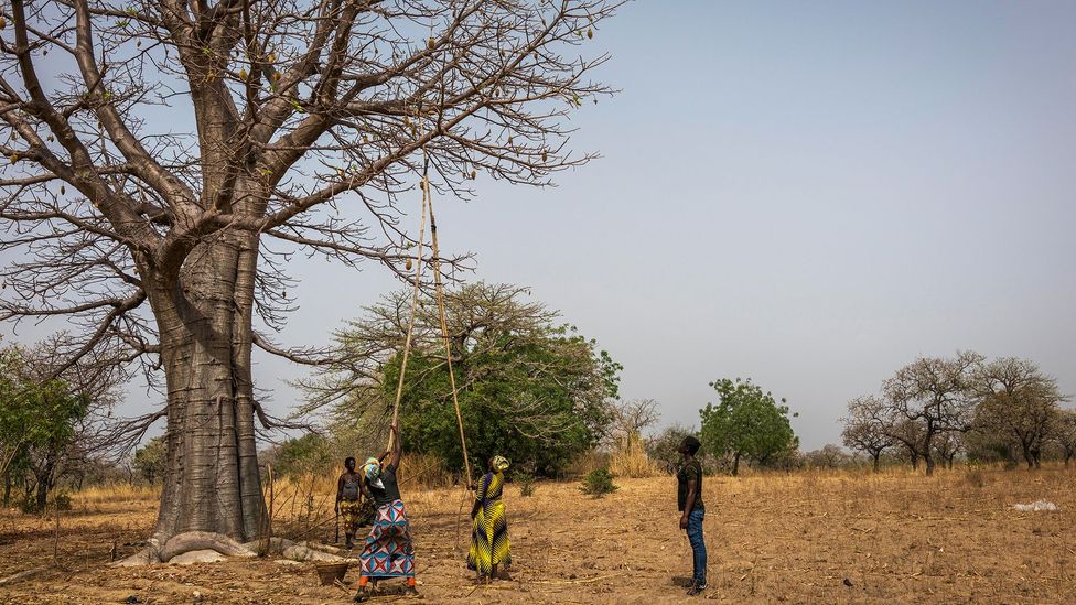 Demand for baobab in Europe and the US has given new value to the trees in Ghana (Credit: Aduna)