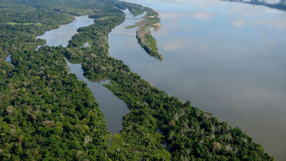 The Amazon is considered by chefs to be “the last frontier of gastronomy” (Credit: imageBROKER/Alamy)