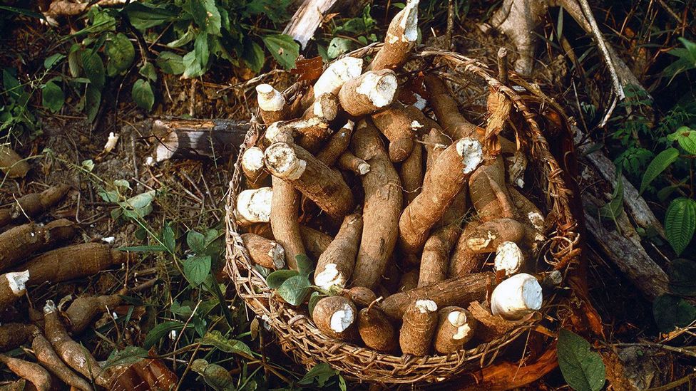 Many of Brazil’s food experts believe that manioc is the foundation of the country’s cuisine (Credit: INTERFOTO/Alamy)