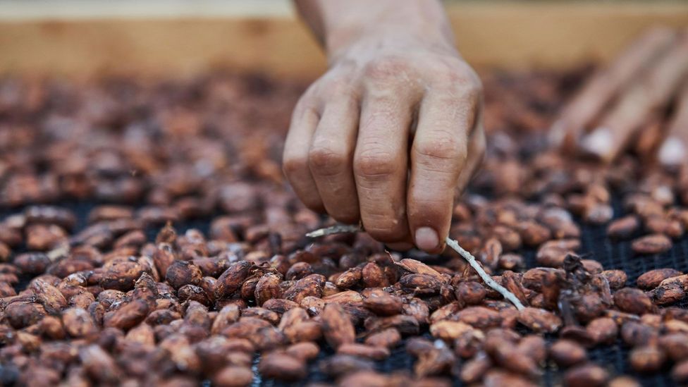 Pearson and Horsley use the Pure Nacional beans to produce their signature chocolate, Fortunato No 4 (Credit: Dawn Marie Jones/Alamy)