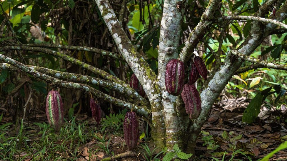 In 2007, Dan Pearson and Brian Horsley happened upon a rare cacao tree believed to have gone extinct in the early 20th Century (Credit: Phil Crean nature/Alamy)