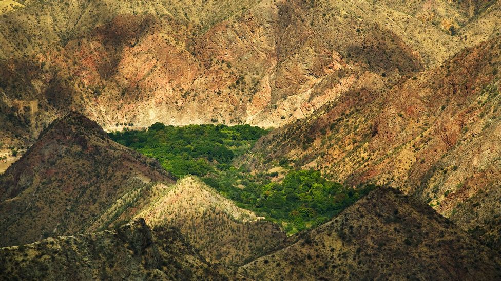 The isolated Marañón Canyon protected a small group of Pure Nacional trees from being decimated by disease (Credit: National Geographic Image Collection/Alamy)