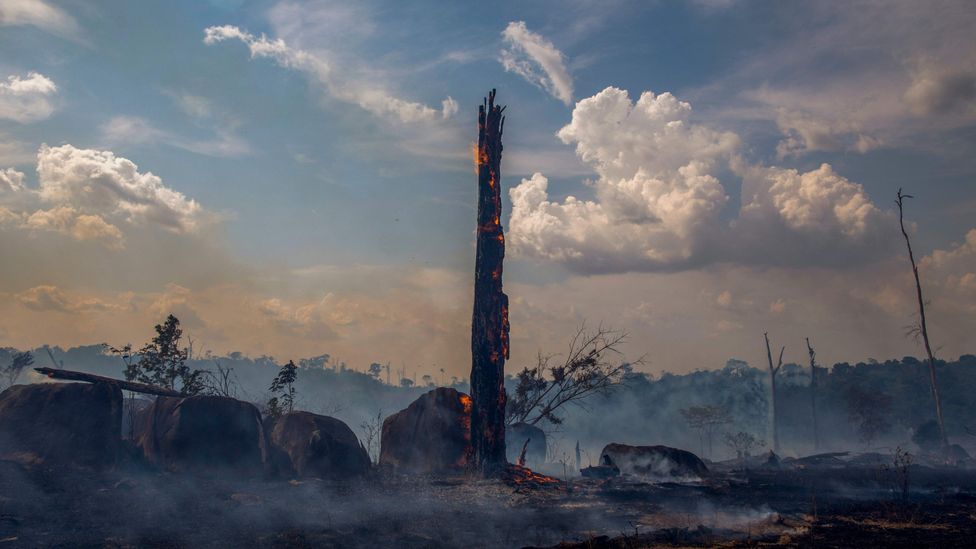 There have been more than 70,000 forest fires in the Brazilian Amazon in 2019 (Credit: Getty Images)