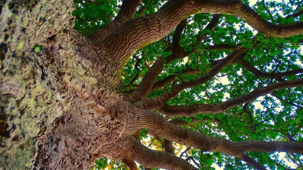 The loss of trees from the world would throw the climate off kilter (Credit: Getty Images)