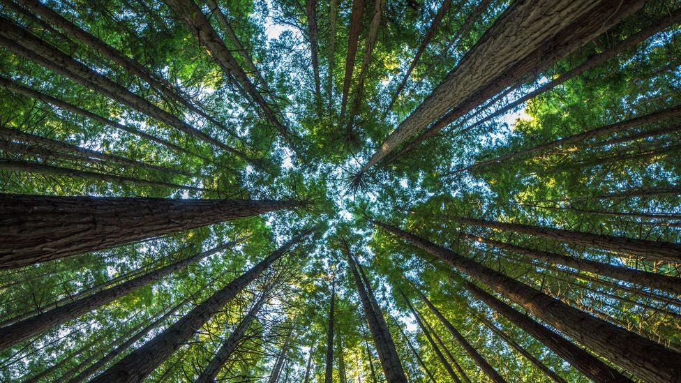 Trees help to cool the local climate by absorbing heat. Without them, temperatures would soon begin to rise (Credit: Getty Images)