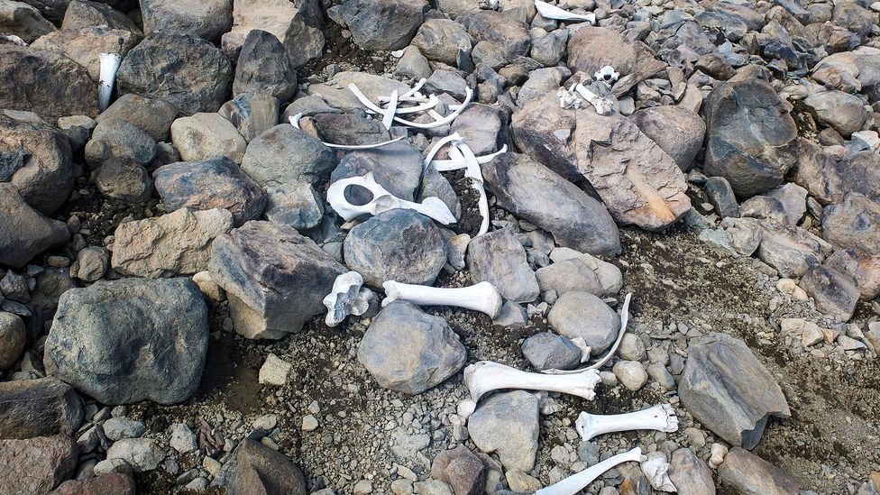 Fragments of an American bison skeleton that had melted out of the mountain ice, suggesting they once lived in much higher altitudes (Credit: Matt Stirn)
