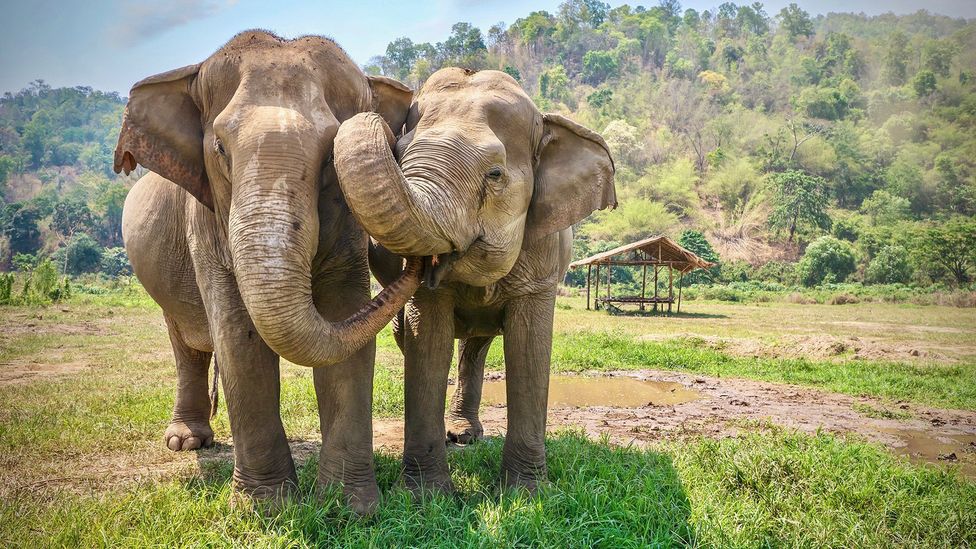 India’s elephant-friendly tea garden
