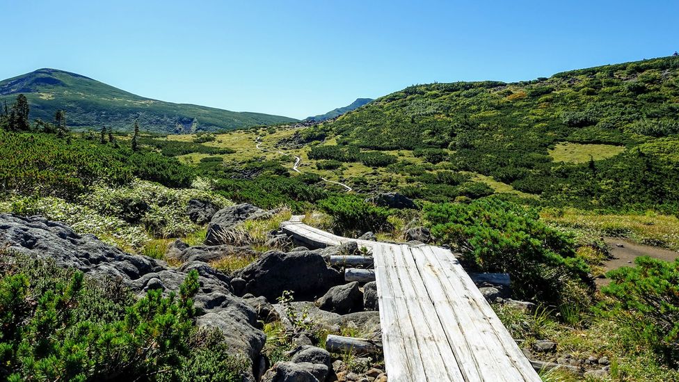 Wooden planks protect the alpine flora and provide clear paths for hikers (Credit: Lily Crossley-Baxter)