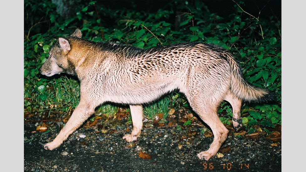 japanese wild dog