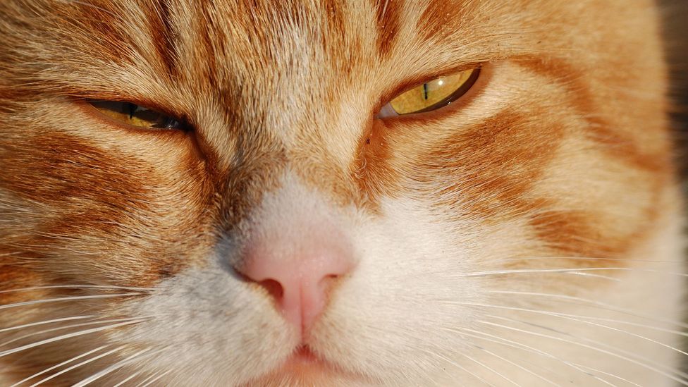 Is It Cruel To Keep A Cat In One Room Kitchen Youstrorts