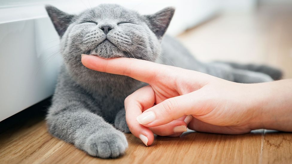 When cats have their basic needs such as food and litter taken care of, they are more likely to seek out companionship (Credit: Getty Images)