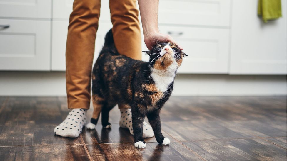 Some people believe cats are only affectionate as a way of getting food (Credit: Getty Images)
