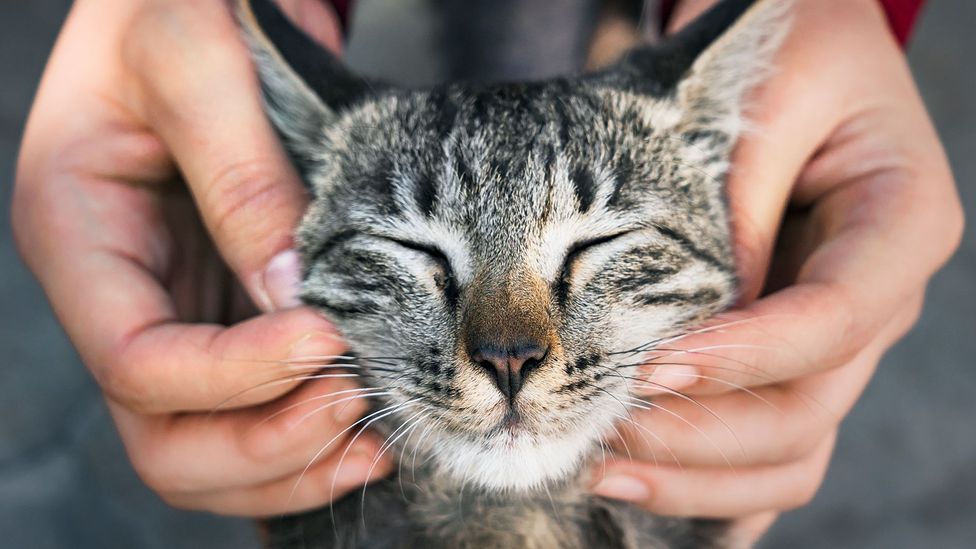 Cat being stroked (Credit: Getty Images)