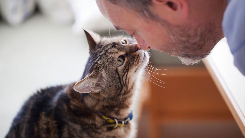 If cats have positive contact with humans early on, they're more likely to want to form bonds with us (Credit: Getty Images)
