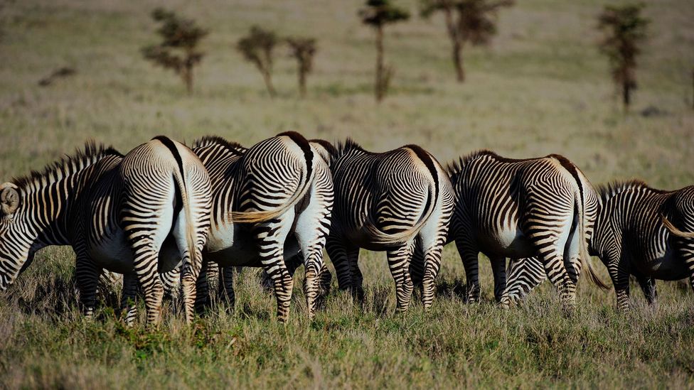 Flies are a common menace to animals in Africa, leading to theories that zebra's stripes might be a defence mechanism against the insects (Credit: Alamy)