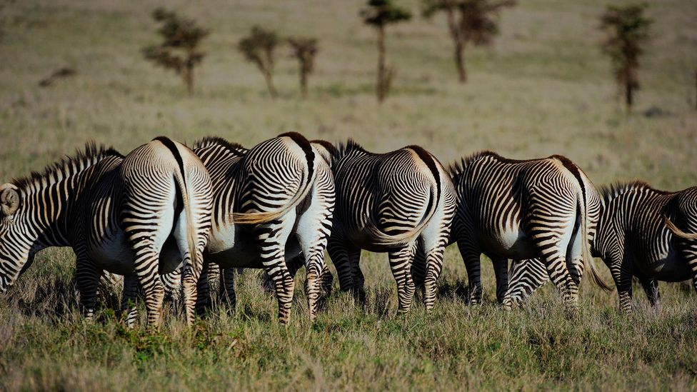 pictures of zebra stripes