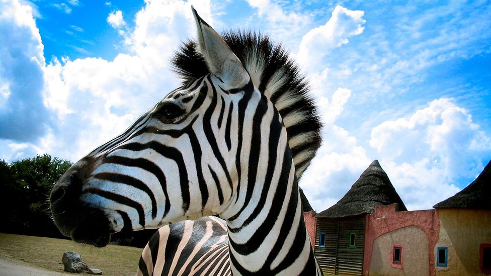 are zebras black with white stripes or vice versa